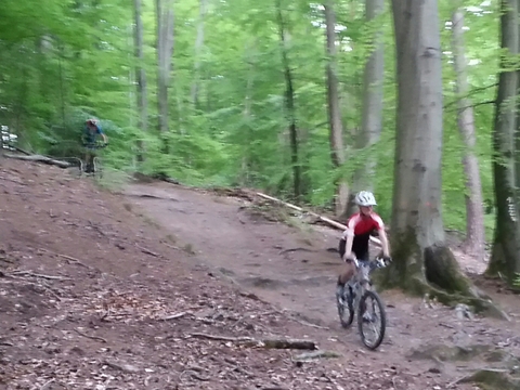 Downhill im Buchenwald