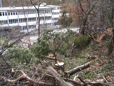 Das Forstamt hat bereits im April Bäume am Hang aus "Sicherheitsgründen" gefällt. Das hat nichts mit dem neuen Radweg zu tun.